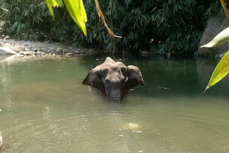 कैसे केरल में प्रेग्नेंट हथिनी की मौत एक सांप्रदायिक कैंपन में तब्दील हुई? कैसे केरल में प्रेग्नेंट हथिनी की मौत एक सांप्रदायिक कैंपन में तब्दील हुई?