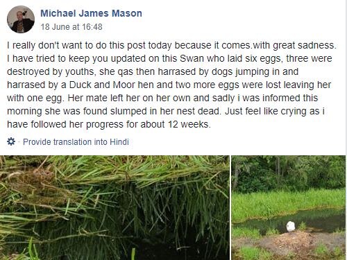 Swan, Greater Manchester, Facebook, Nest