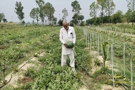 अब तरबूज में नहीं होंगे बीज, डायबिटीज वालों के लिए खास तौर पर शुगर फ्री अब तरबूज में नहीं होंगे बीज, डायबिटीज वालों के लिए खास तौर पर शुगर फ्री