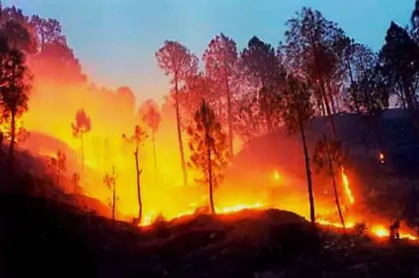 Environment Day Special: वनाग्नि के लिए ज़िम्मेदार नहीं चीड़... बांज के जंगलों की आग होती है ज़्यादा ख़तरनाक - Environment Day Special: Pine isnt responsible for forest fire... fire of ...