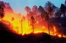 वनाग्नि के लिए ज़िम्मेदार नहीं चीड़... बांज के जंगलों की आग ज़्यादा खतरनाक