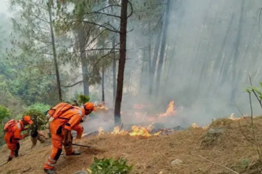 forest fire uttarakhand, किसी कारणवश जंगल में आग लगती है तो तारपीन जैसा ज्वलनशील तेल होने के कारण पिरुल तेज़ी से जलता है और यह आग को लेकर तेज़ी से ऊपरी दिशा में भागता है.