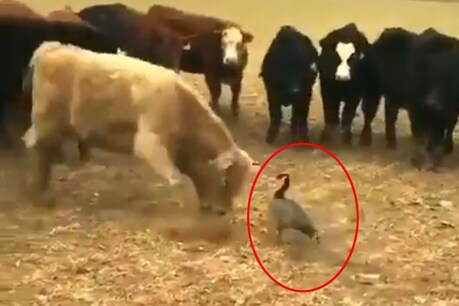गायों से भिड़ गई बत्तख.