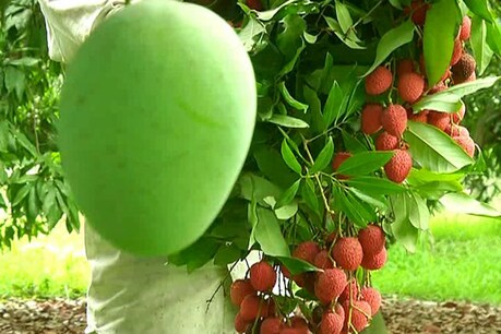 'लीची की बहार है, पर ठंडा कारोबार है', कोरोना के कारण मेरठ के किसानों का दर्द 'लीची की बहार है, पर ठंडा कारोबार है', कोरोना के कारण मेरठ के किसानों का दर्द