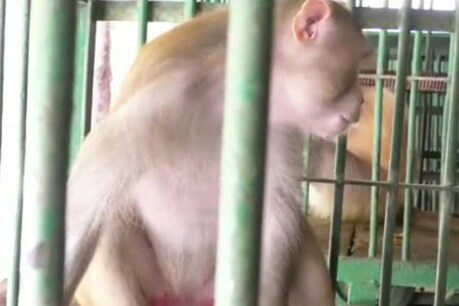 मिर्जापुर के बंदर को कानपुर में मिली उम्रकैद की सजा, जानिए क्या है पूरा मामला मिर्जापुर के बंदर को कानपुर में मिली उम्रकैद की सजा, जानिए क्या है पूरा मामला