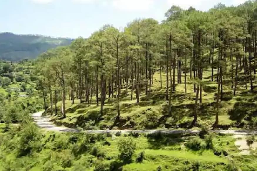 pine forest uttarakhand, प्राचीन चीन प्राकृतिक रूप से दक्षिणी अभिमुख यानी पहाड़ की वह ढाल जो सूरज के सामने होती है, में पाया जाता है. यह हिस्सा आमतौर पर शुष्क रहता है.