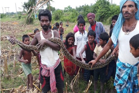 जब खेत में काम कर रहे मजदूरों ने पकड़ा 10 फीट लंबा अजगर तो सेल्फी के लिए उमड़ा पूरा गांव जब खेत में काम कर रहे मजदूरों ने पकड़ा 10 फीट लंबा अजगर तो सेल्फी के लिए उमड़ा पूरा गांव