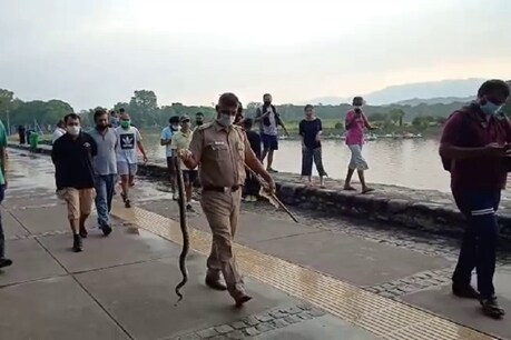 सुखना लेक में अजगर