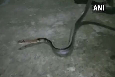 कलेक्टर ऑफिस में अचानक घुस गया सांप, स्टाफ में मचा हड़कंप, देखें Photo कलेक्टर ऑफिस में अचानक घुस गया सांप, स्टाफ में मचा हड़कंप, देखें Photo