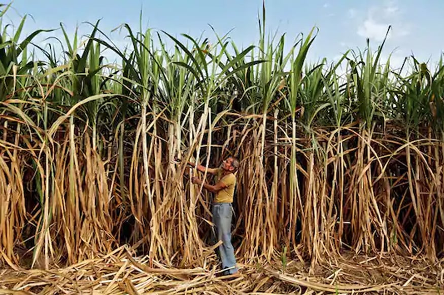 Petrol-Diesel rate, पेट्रोल-डीजल के दाम, किसान समाचार, Impact of diesel price increase on farmers, किसानों पर डीजल के दाम बढ़ने का असर, Farmers news, न्यूनतम समर्थन मूल्य, MSP-Minimum Support Price, गन्ने का रेट, Sugarcane rate in up, धान का रेट, msp of paddy, मोदी सरकार, modi government