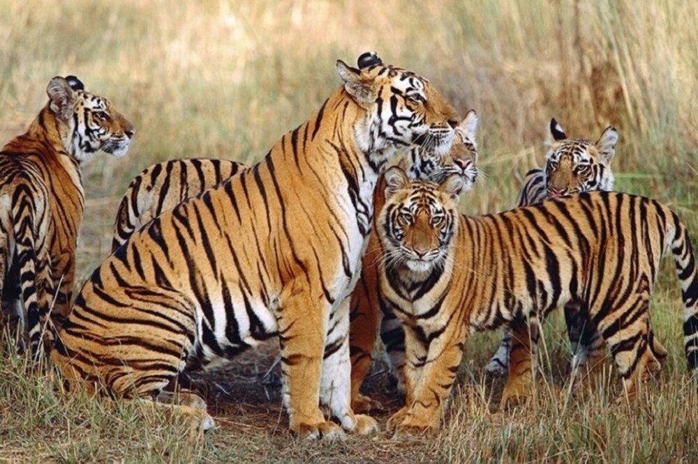 अंतरराष्ट्रीय बाघ दिवस पर विशेष: टाइगर जिंदा है, लगता तो नहीं?