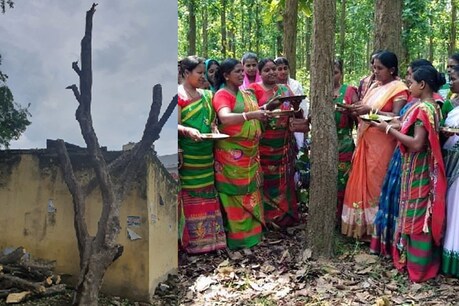 ...जब पटना में 3 पेड़ों की जिंदगी बचाने सड़क पर उतर आया पूरा मोहल्ला ...जब पटना में 3 पेड़ों की जिंदगी बचाने सड़क पर उतर आया पूरा मोहल्ला