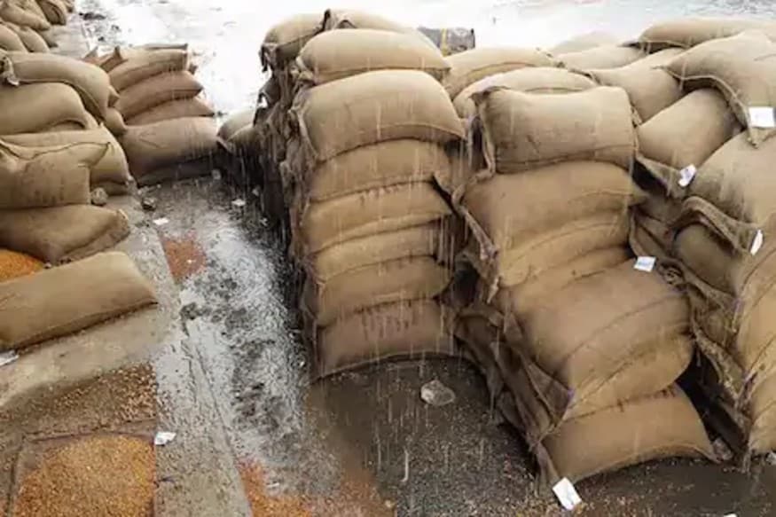 Farmers, Cyclone Nisarga, Shivraj Singh Chauhan, Kamal Nath, Madhya Pradesh news, rain, wheat, किसानों, निसर्ग तूफान, शिवराज सिंह चौहान,कमलनाथ, मध्य प्रदेश न्यूज़, बारिश, गेहूं