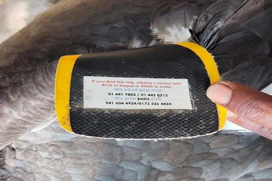 vulture sitapur1