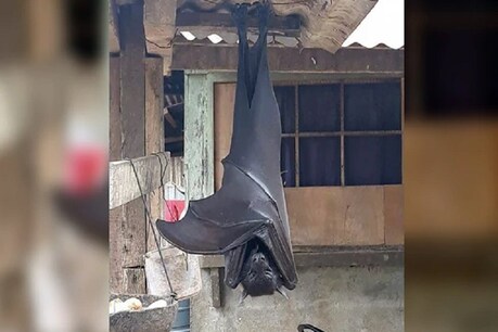 BATMAN की कल्पना सच्ची निकली, इसके 5.5-5.5 फीट के होते हैं पंख BATMAN की कल्पना सच्ची निकली, इसके 5.5-5.5 फीट के होते हैं पंख