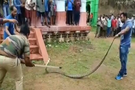 Viral Video: मंदिर में मिला 10 फीट का किंग कोबरा, काबू करने में छूटे अधिकारियों के पसीने Viral Video: मंदिर में मिला 10 फीट का किंग कोबरा, काबू करने में छूटे अधिकारियों के पसीने