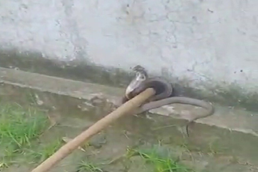 Cobra mirzapur