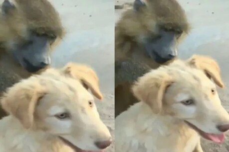 फोटो साभारः ट्विटर/@humorandanimals
