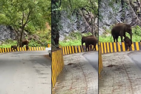 सड़क पार नहीं कर पा रहा था नन्हा हाथी, तो मां ने ऐसे दिया सहारा... देखें Video