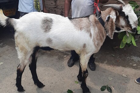 इस ईद पर बकरों का बाज़ार भी पहुंचा साइबर वर्ल्ड... वॉट्सऐप पर हो रहा मोलभाव, घर पर हो रही डिलीवरी