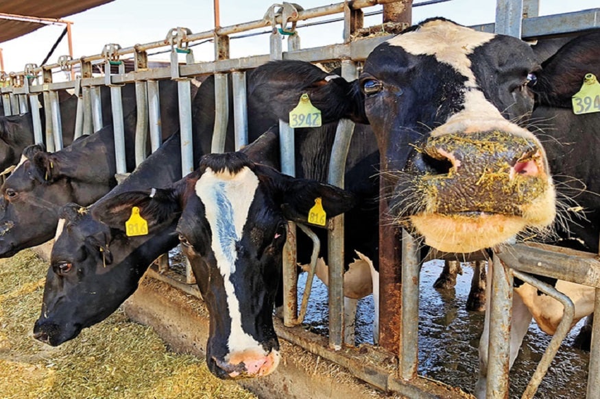 Great news for cattle rearers, Cattle ranchers, how to store cow's womb, how to breed a Buffalo, how to get a livestock, farmers, how to do a steak check of livestock, how to get rid of the problem of empty animals, vaccines, smallpox, buffalo , Ultrasound about pregnancy of animals, how to find out the womb, animal farmer credit card scheme, farmer credit card, how to get benefit of animal farmer credit card, animal loan, agricultural loan, Pashu kisan Credit Card Scheme, how to get pashu kisan credit card yojana benefit, pashu loan, without guarantee loan, kisan credit card, rticleSection, पशुपालकों के लिए बड़ी खुशखबरी, गाय का गर्भ कैसे घारण करवाएं, भैंस का गर्भधारण कैसे कराएं, पशुओं का गर्भधारण, किसान, पशुओं के गर्भधारण की स्टीक जांच कैसे करें, पशुओं का गर्भ खाली रहने की समस्या कैसे दूर होगी, टीके, झोटे, भैंसा, पशुओं के गर्भधारण को लेकर अल्ट्रासाउंड, गर्भ का पता कैसे लगता है, पशु किसान क्रेडिट कार्ड योजना, किसान क्रेडिट कार्ड, कैसे मिलेगा पशु किसान क्रेडिट कार्ड का लाभ, पशु ऋण, कृषि ऋण, हिसार, सिरसा रोड, केन्द्रीय भैंस अनुसंधान संस्थान, वैज्ञानिक, देश की प्रथम गाय भैंस गर्भ जांच किट तैयार, पशुओं के मूत्र से गर्भ की जांच करेगी, सीआईआरबी, निदेशक डा. एसएस दहिया, एनडीआरआई, करनाल, आईवीआरआई के वैज्ञानिक, किट, पशुपालकों के लिए बड़ी खुशखबरी- पशुओं का गर्भ खाली रहने की समस्या से अब इस तरह से मिलेगा छुटकारा - पशुपालकों के लिए बड़ी खुशखबरी- पशुओं का गर्भ खाली रहने की समस्या से अब इस तरह से मिलेगा छुटकारा animals Conceive problem Steak screening of pregnancies buffalo cattle rearers womb vaccines smallpox nodrss