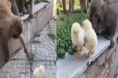 बंदर के बच्चों ने की चूजों के साथ मस्ती, Video बना देगा आपका दिन बंदर के बच्चों ने की चूजों के साथ मस्ती, Video बना देगा आपका दिन