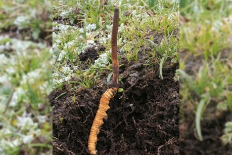 'Himalayan Viagra' पर संकट! रेड लिस्ट में डाली गई कीड़ा-जड़ी 'Himalayan Viagra' पर संकट! रेड लिस्ट में डाली गई कीड़ा-जड़ी