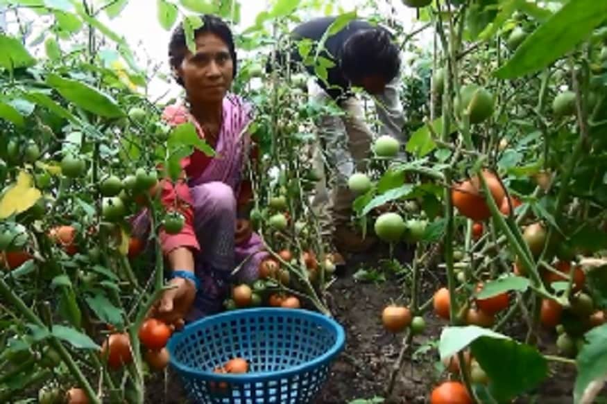 almora vegetables farmer, देवकी देवी का कहना है कि उनके पास आज कोई नौकरी नहीं है. घर में ही गोबर की खाद से वर्मी कम्पोस्ट बनाते हैं और उसे ही खेतों में डालते हैं.