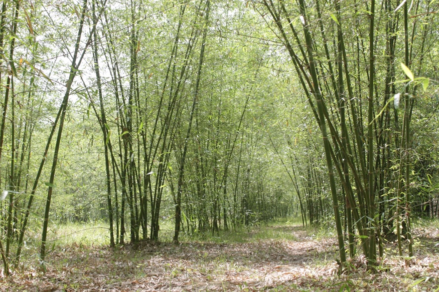 National Bamboo Mission Scheme, नेशनल बैंबू मिशन कांटैक्ट, modi government schemes for Farmers, किसानों के लिए मोदी सरकार की स्कीम, benefits of bamboo farming, बांस की खेती के फायदे, कैसे करें बांस की खेती, How to do bamboo farming, narendra modi, नरेंद्र मोदी, Ministry of Agriculture, कृषि मंत्रालय, Financial aid for Bamboo farming, बांस की खेती के लिए आर्थिक मदद