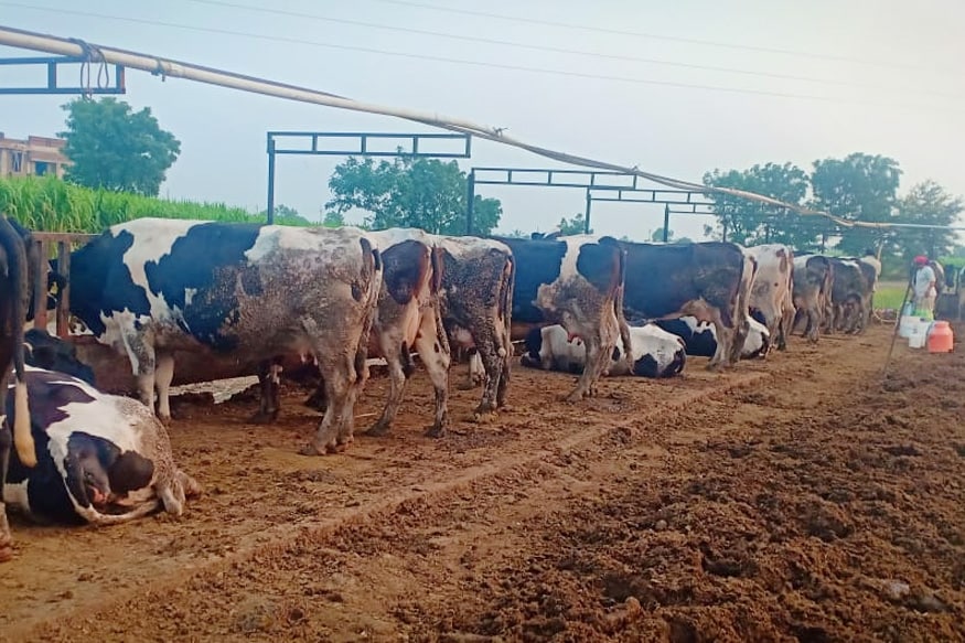 Cow milk rate in maharashtra, protest against low rate of milk, water price in india, milk rate less than water, dairy farms, milk production in india, Cow Politics, महाराष्ट्र में गाय के दूध की कीमत, महाराष्ट्र डेयरी, दूध के कम दाम के खिलाफ प्रदर्शन, भारत में पानी की कीमत, पानी से कम दूध की कीमत, डेयरी किसान, भारत में दूध का उत्पादन, गाय के नाम राजनीति