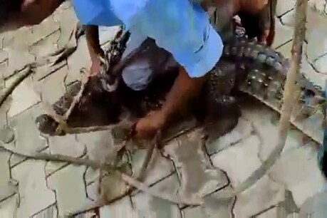 VIDEO: लखीमपुर खीरी: मोहल्ले की नाली में निकला मगरमच्छ, रेस्क्यू के बीच लोगों में सेल्फी की मची होड़