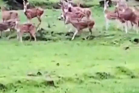 बारिश के बीच मुंबई में दिखा हिरणों का झुंड... देखें ये खूबसूरत Video बारिश के बीच मुंबई में दिखा हिरणों का झुंड... देखें ये खूबसूरत Video
