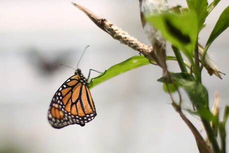 तितलियों को भा गया चंडीगढ़, मॉनसून में हर जगह छा गईं तितलियों को भा गया चंडीगढ़, मॉनसून में हर जगह छा गईं