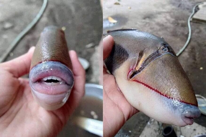  अनोखी मछली की ये तस्वीर मलेशिया की बताई जा रही है. वैज्ञानिकों का कहना है कि इस मछली के होंठ और दांत इंसानों की तरह होते हैं. खास बात ये है कि ट्राइगरफिश के जबड़े काफी मजबूत होते हैं.