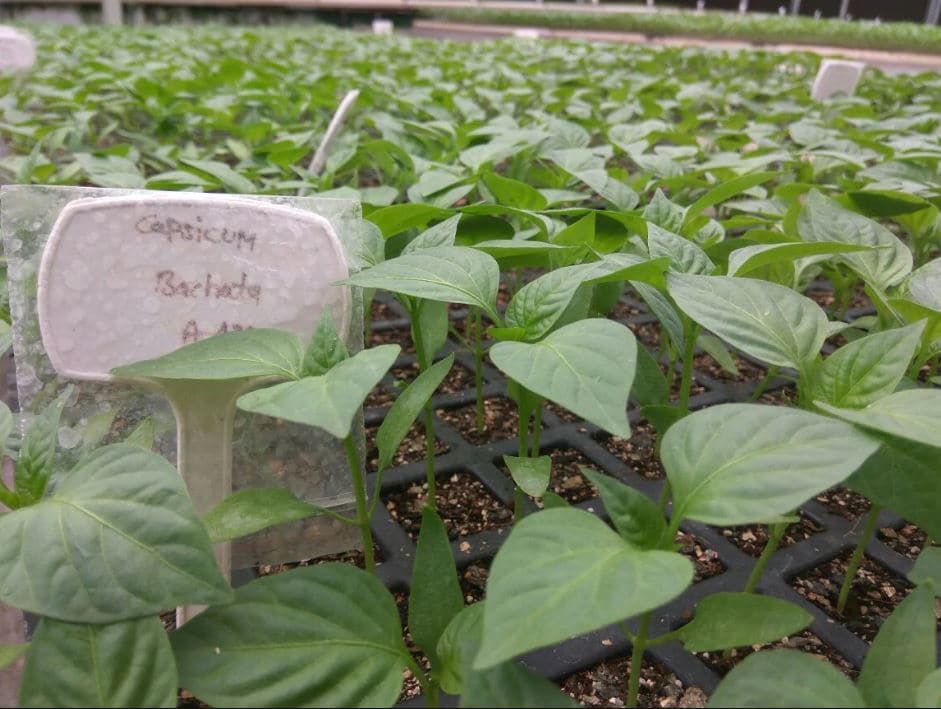 israel agriculture, high tech farming, agriculture technology, india farming technology, farming tips, इज़राइल कृषि, उन्नत खेती तकनीक, कृषि तकनीक, भारत कृषि तकनीक, खेती संबंधी टिप्स