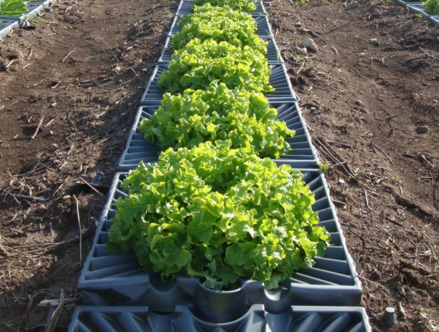 israel agriculture, high tech farming, agriculture technology, india farming technology, farming tips, इज़राइल कृषि, उन्नत खेती तकनीक, कृषि तकनीक, भारत कृषि तकनीक, खेती संबंधी टिप्स