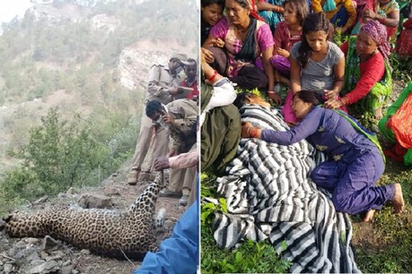 ...तो इसलिए मार रहे हैं इंसानों को जानवर और जानवरों को इंसान! जिम कॉर्बेट और राजाजी में क्षमता से अधिक हुए वन्यजीव? ...तो इसलिए मार रहे हैं इंसानों को जानवर और जानवरों को इंसान! जिम कॉर्बेट और राजाजी में क्षमता से अधिक हुए वन्यजीव?