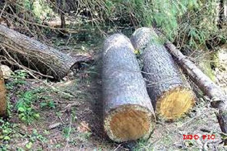 सरकारें जंगल काटती रहेंगी, पेड़ लगाती रहेगी. हमारी कथित चिंता कोरी लफ्फाजी के अलावा कुछ नहीं.