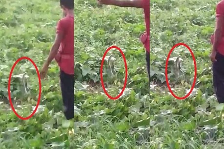 VIDEO: सब्जी के खेत में सांप का जोड़ा रोमांस में था मशगूल, तभी युवक ने किया कुछ ऐसा कि हैरत में पड़ गए लोग...