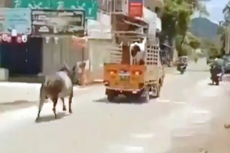 फोटो साभारः वीडियो ग्रैब/ट्विटर