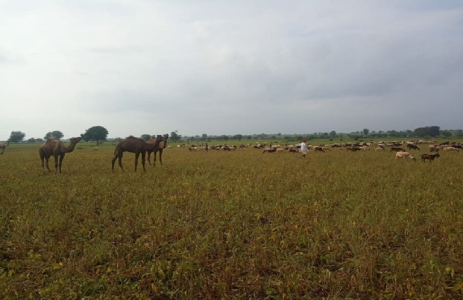  खेतों में हजारों भेड़-बकरियां और ऊंट छोड़ दिए गए हैं. ये सारी बर्बाद फसल चर रहे हैं. ये भेड़-बकरियां राजस्थान से आयी हैं.