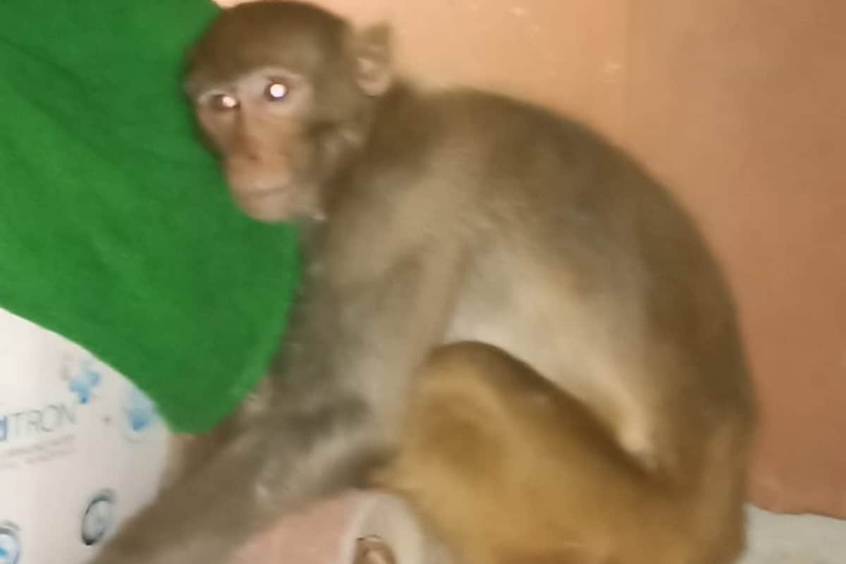 उत्तराखंड, Uttarakhand, Ape, Monkey
