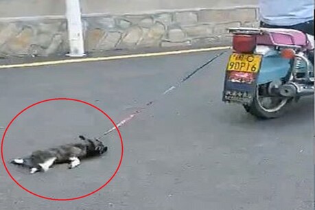 Viral Video: कुत्ते को बाइक से बांधकर घंटो तक घसीटता रहा बेरहम शख्स Viral Video: कुत्ते को बाइक से बांधकर घंटो तक घसीटता रहा बेरहम शख्स