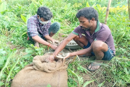 बाढ़ में बह गई फसल तो भी न लें टेंशन! सीडबॉल कंसेप्ट से बेहतरीन धान उगा सकते हैं किसान बाढ़ में बह गई फसल तो भी न लें टेंशन! सीडबॉल कंसेप्ट से बेहतरीन धान उगा सकते हैं किसान