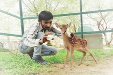 दुर्लभ सिका हिरन के बच्चे की 'मां' बना केयरटेकर, बेहतर देखभाल से बचाई उसकी जान