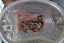 PHOTOS: कांगड़ा के गग्गल पुलिस स्टेशन में निकले 21 किंग कोबरा सांप, मचा हड़कंप