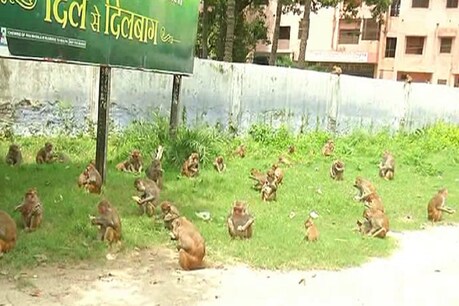 यहां 12 साल से रोजाना एक शख्स से मिलने तय समय पर पहुंचते हैं दर्जनों बंदर, जानिए क्यों?