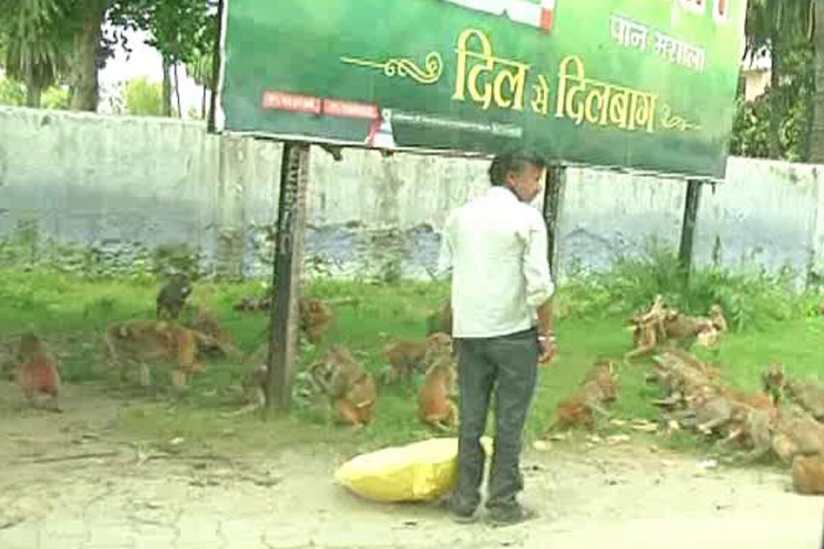 Meerut monkey1