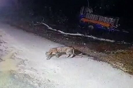 पीलीभीत: महीने भर से दहशत बना तेंदुआ, CCTV फुटेज में दिखा गांव में चहलकदमी करते पीलीभीत: महीने भर से दहशत बना तेंदुआ, CCTV फुटेज में दिखा गांव में चहलकदमी करते