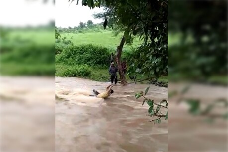 VIDEO: उफनते नाले की लहरों से खेलना पड़ा भारी, प्रतापगढ़ में 1 KM तक बहा युवक VIDEO: उफनते नाले की लहरों से खेलना पड़ा भारी, प्रतापगढ़ में 1 KM तक बहा युवक
